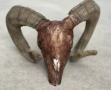 Real Ram Head With Skull Horns. With Additional Synthetic Skin Added.