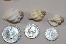 1 inch Nutmeg Sea Shells For Sale 1st Quality Upscale Shell Crafts Nutmeg SS-158