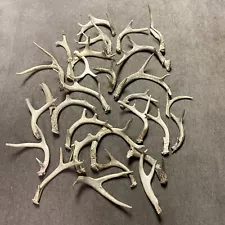 Lot Of 10 Lbs All Sizes Whitetail Deer Sheds Antlers Cabin Mancave Decor