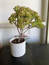 Bonsai Tree Aeonium Haworthia Tree Live Plant