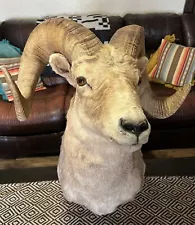 big horn sheep taxidermy mounts