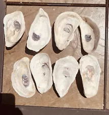 Oyster Shells, Lot Of 8 Naturally Cleaned 4.5” Long