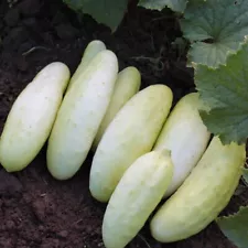 Cucumber seeds, 0,5g Cucumber White Angel F1 seeds, parthenocarpic #423_TRACK №