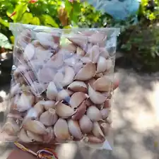 Garlic Seeds Garlic Hard Neck Heirloom Organic Bulbs Home Garden Ceylon 30 pcs