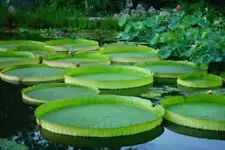 10 Giant Water Lily Lotus Seeds Victoria Amazonica