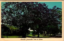 floridas jacaranda trees in full bloom, postcard. (a6)