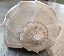 lightning whelk shell for sale