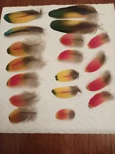 18 Macaw covert feathers from 2 to 5 inches