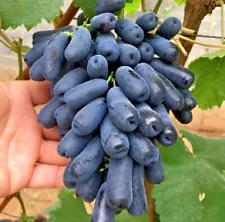 5+ Cutting Moon Drop Grape Stem (Vitis vinifera) Fresh Cut