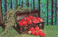 Strawberries on display - Strawberry Country USA, Plant City Florida FL Postcard