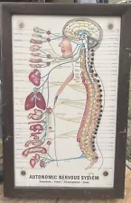 Chiropractor Visual Odyssey (Autonomic Nervous System)