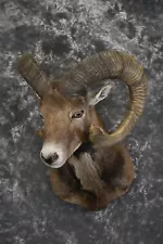 Corsian Sheep taxidermy shoulder mount for sale SKU 1949