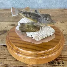 #24726 E | Flying Gurnard Saltwater Taxidermy Fish Mount For Sale