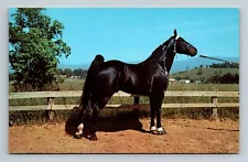 Postcard Champion Walking Horse Famous Tennessee Walking Horse