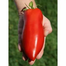 Seeds Tomato Pepper Type Red Long Vegatable NON-GMO Organic Heirloom