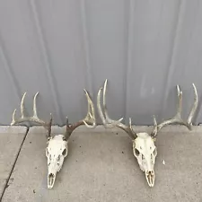 2 Whitetail Wild Deer Antler Skull sheds Taxidermy Cabin European Mount Decor