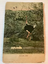 SOUTH AFRICA Cape Town Ostrich Nest Postcard