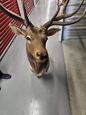 Stunning Taxidermy Elk Wall Mount – Majestic Trophy Head