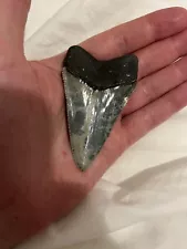 New ListingStunning Monster XXL Great White Tooth - Florida Megalodon Era Fossil Teeth