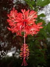 3 Cuttings Japanese Lantern Plant Schizopetalus. Spider Hibiscus Flowering Plant