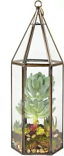 Deco Glass Hexagon Terrarium for Succulent & Air Plant - Indoor Gardening Decor