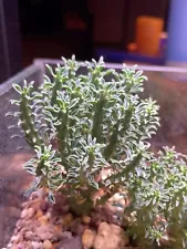 Rare Succulent Live plant Euphorbia fusca WYSIWYG Own Root Sale Garden