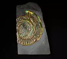 Large rainbow iridescent Caloceras display ammonite fossil ammolite UK minerals