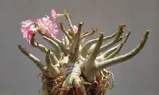 Desert Rose Adenium Arabicum natural roots