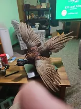 Lovely Mounted Ring-necked Pheasant Flying Right Taxidermy From PA