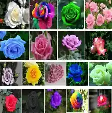 40 Variety Mix Color Rose Seeds Easy To Grow For Home Garden - Pack of 60 Seeds