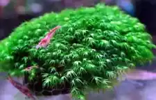 3" x 3" Mat Fissidens nobilis Pheonix Moss Live Aquarium Plant By Enchanted Grow