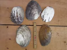 5 Large Natural 5" Freshwater Mussel Clam Shell Half Lot MOP Mother of Pearl - H