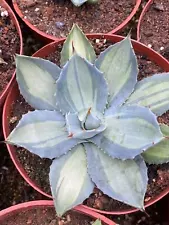 Rare Succulent Plant Agave parryi Garden Décor Boutique 7-10CM