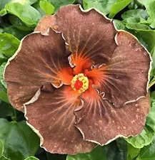 Hibiscus Flower Shrub, Cajun Color Black Jack, Starter Plant