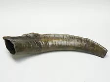 BEAUTIFUL NATURAL SHOFAR HORN ISRAEL ~ 12"