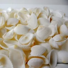 20 pcs Natural Seashells Shells Decorations Crafts Decor For Micro Beach Making