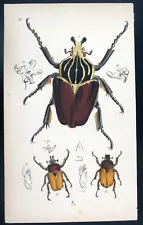 1854,WESTWOOD'S ARCANA ENTOMOLOGICA HandPainted GOLIATH BEETLE VPJ