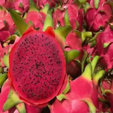 Red Siam dragon fruit cutting (8''), red pitaya highly productive