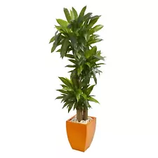 dracaena compacta for sale