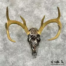 #29078 E | Whitetail Deer Skull Camo Dipped Taxidermy Mount For Sale