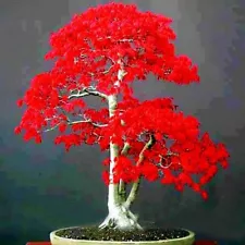 30 Seeds Japanese Red Maple Acer Tree Bonsai Rare plant for home garden