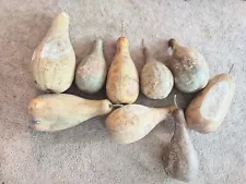 large dried gourds