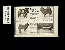 1919 Chow Chows Dogs for Sale Vintage Print ad 14501