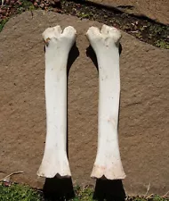 Lot of 2 Domestic Cow Leg Bones 11"