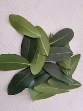 bay leaf for sale