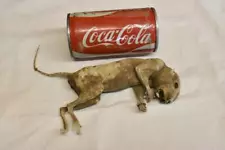 Cool Weird Oddity Unusual Mummified Petrified Squirrel Taxidermy Animal