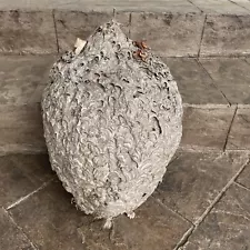 Large Natural Paper Wasp Bee Bald faced Hornet Hive Nest 23” L 40” Circ REAL