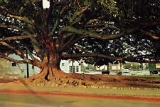 Moreton Bay Fig Tree Santa Barbara California CA Tree Postcard 57676-B