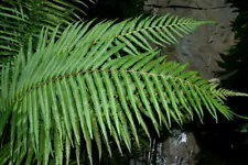 Rare fern spore for sale - Pneumatopteris costata (Rainforest Fountain Fern)