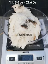 coturnix quail for sale 1